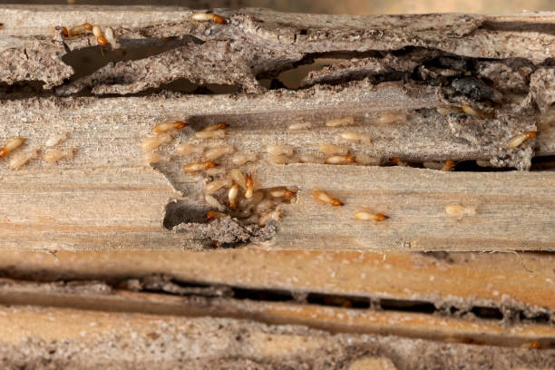 Best Affordable Pest Control Services  in Loganville, PA